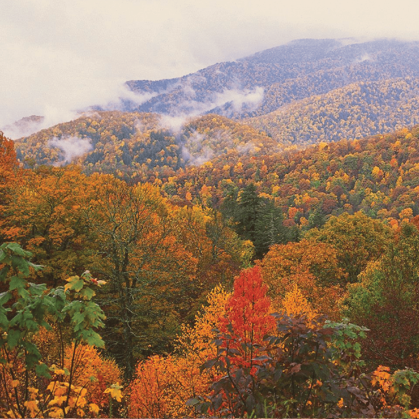 Appalachian Rugby Shirt Shirts & Tops Withernot 