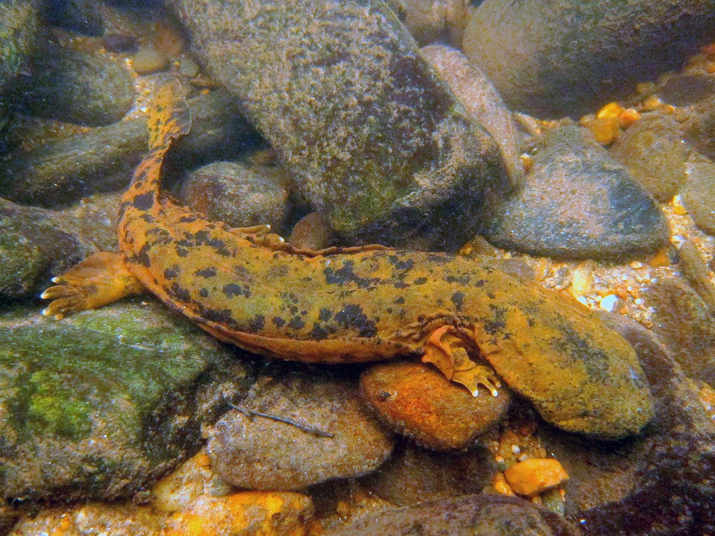 Hellbender Withernot 