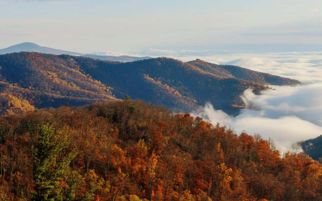 Shenandoah Rugby Shirt Shirts & Tops Withernot 