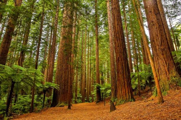 Workshop #11: Redwood Withernot 